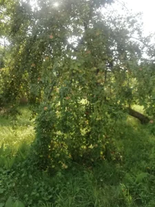 ExquisiteMature Blessings of a mystical tree Poză 7