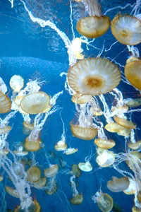 Yurie_ Public Immagine 