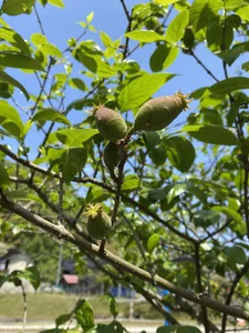 iiiviviii Public slika 2