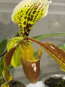 VickyJackson_ My plants  7. fénykép