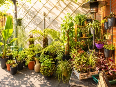 DanteRun Mijn Kamerplanten Billede 9