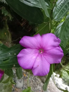 tinaclark_ my beautiful feet connecting with the purity of the water Kuva 3