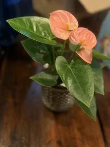 Thank you for my beautiful flowers Golf! de Samantha_Greene  photos