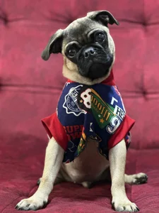 Romeoandjulietta Monkye and luna 🐈‍⬛🐶 Pic