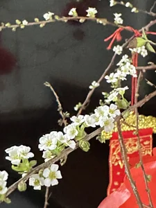 Cubuzinu Public Pic 3