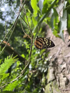 pregnant_sofii18 I love you nature Poză