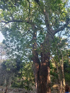 ChloeSanchezx Reserva "el Tambor" Pic 7