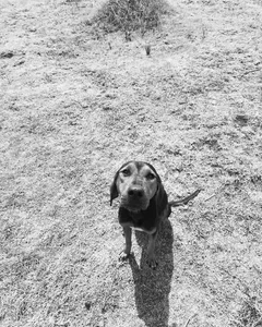 bonnie_moon_ mis enanos 🐶🐾 max, lulu y oddi 💕 Kuva 6