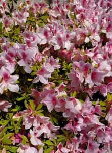 MAO_channel kullanıcısının Public albümü -  5 fotoğraf