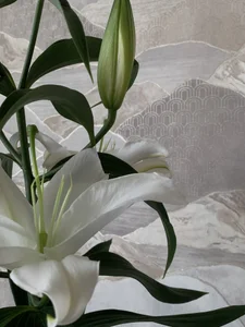 sota_starcaug my vibe 🌸 Poză 4