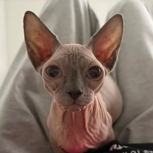 nancy_chancy 🐱 meet Yasya 🐱 зображення 4
