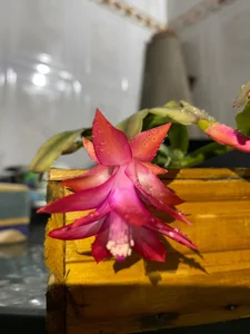 VickyJackson_ My plants Pic 4