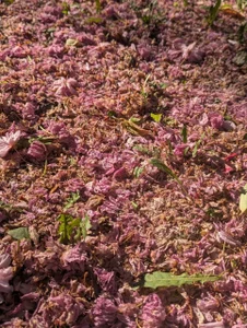 Rin_Wolfy lovely nature *_____* صورة واحدة|Rin_Wolfy lovely nature *_____* صورتان|Rin_Wolfy lovely nature *_____*  3 صور|Rin_Wolfy lovely nature *_____*  3 صورة