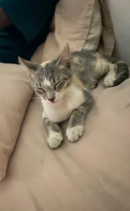 misstoya my darlings Poză 2