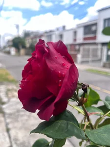 Velvet_Dreamss 🌸🌸🌸🌸🌸 Pic 5