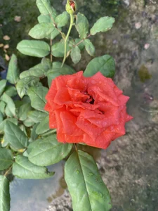 Album de xxDepzaixx  7 photos