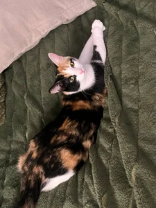 my kitties od violetviolator  5 snímek