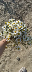 EmilyxxGraces magic moments captured on cam Εικόνα 4