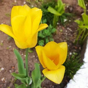 LovelyHelena My garden Pic 3