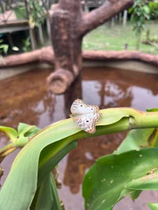 Evangeline_Taylorr Colombian Amazon🌺 صورة واحدة|Evangeline_Taylorr Colombian Amazon🌺 صورتان|Evangeline_Taylorr Colombian Amazon🌺  صور|Evangeline_Taylorr Colombian Amazon🌺  صورة