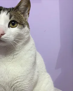 Katheerine My cats! 🐱🐱 টি ছবি