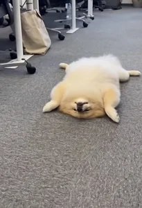 個人的癒し写真・画像 de SPOTSCAMEL  6 Imagens