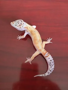 ao_chan_o0 ️🩵🦎ラブちゃん成長記🦎️🩵 Pic 9