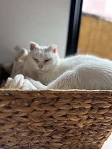 Piinkpandora kullanıcısının My Pinkis🐾 albümü -  3 fotoğraf