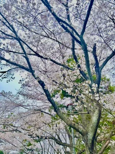 -Rinka-のPublicの枚の写真