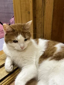 RedLipse My kitty Vifa Immagine  9