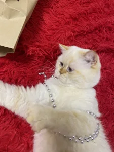 paradisaic_delight kullanıcısının My big little love albümü -  2 fotoğraf