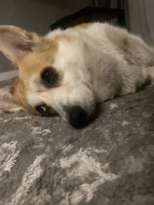 My dog 🐶 de Nicole_Space  6 Imagens