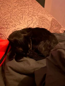 tyler_8x my cats Poză