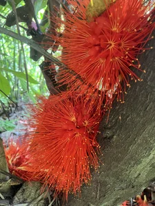 pregnant_sofii18 I love you nature Poză 3