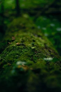 My work as a photographer de Mira_Fyre  7 Imagens