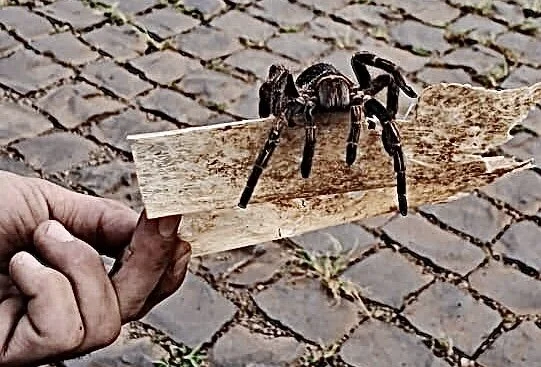 arroba-Go_Go Gambar Trending 6712