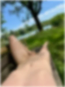 Harry_Tiger Public Bilde