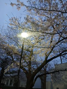 8585donguri5656マイアルバム Bild 2