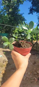 Plug_ControlPublic图片