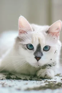 Selen_Extasis My babies and owners of my money🐱🐈‍⬛❤️ Poză 3