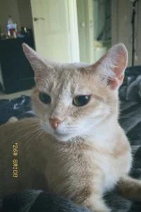 velvet_secrett's My little friends 🐶🐱 Sex Photo 9