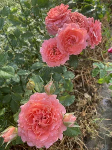 xxDepzaixxAlbum图片 3