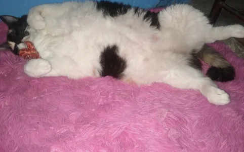 LuciaLaurent my beloved pets Immagine  3
