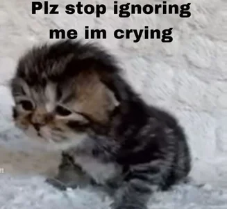 incognimeow MEME MEOW Foto