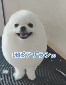 個人的癒し写真・画像 de SPOTSCAMEL  photos