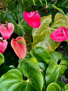 DulceAurora__のA Sunday day 🌸❤の 6枚の写真