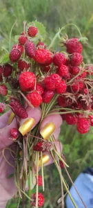 SweetLeila40 Краса Pic 6