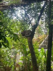 Tifanny_Sweett My favorite animals Bilde 3