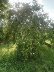 ExquisiteMature Blessings of a mystical tree Poză 6