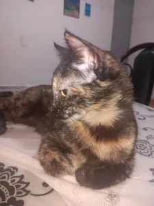 haru my cute cat de angela_angels_  3 photos